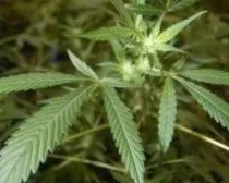 mpdpepbacwe9ktue9twrudoyp 155083