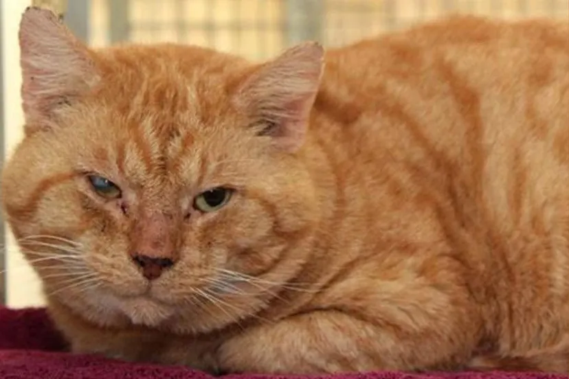 murphy dierentehuis arnhem en omstreken