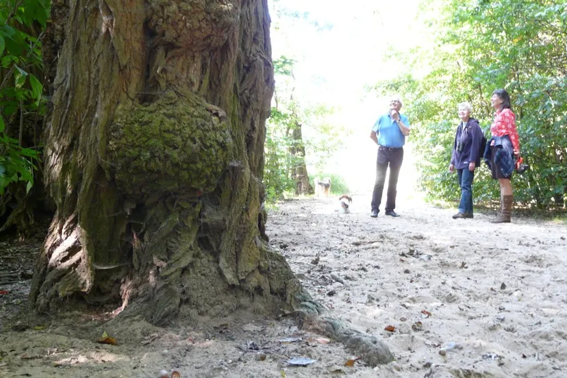 n5vtlhl7vo9srgjgq7ueekek8 park zypendaalbomenarnhemmaria pompe