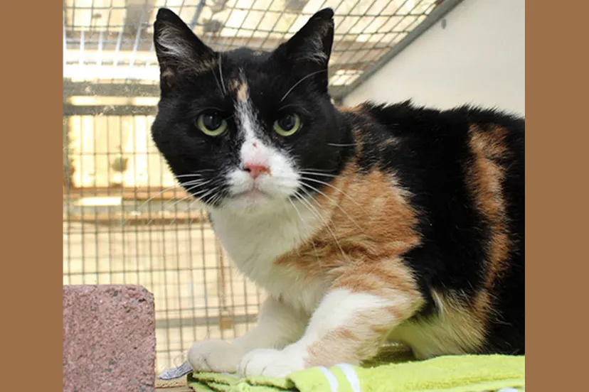 netje dierentehuis arnhem en omstreken