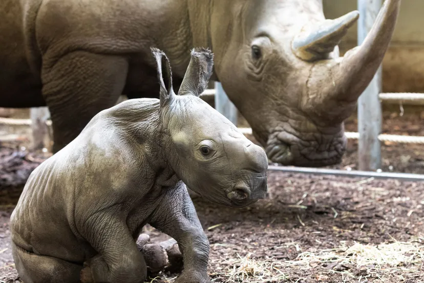 neushoorntje burgerszoo21