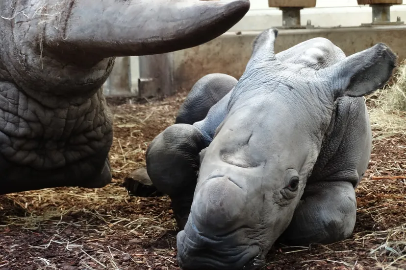 neushoorntje2020klein