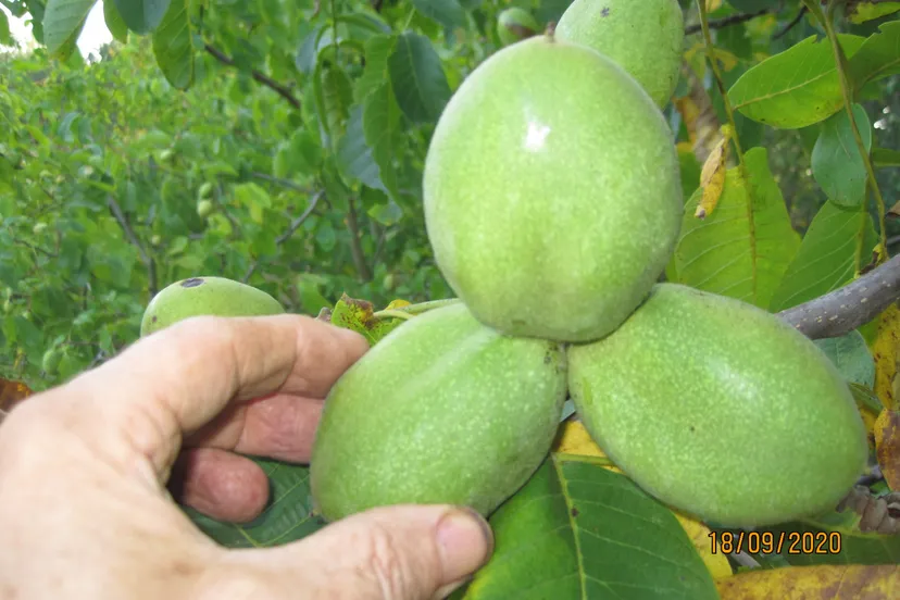 nuttylarensteinvan hallunnamed 1