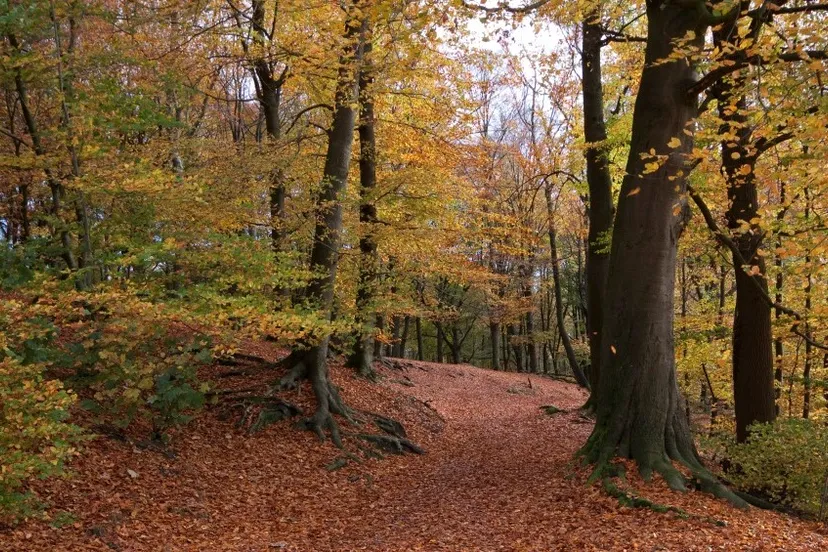 nzpn35a0qtye1qhlysm0tcxkr rosendael omgeving jennie burgers