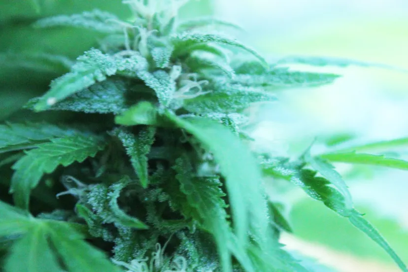 o5d1u2nqh90w7jdfzm770lv6v wiet 2