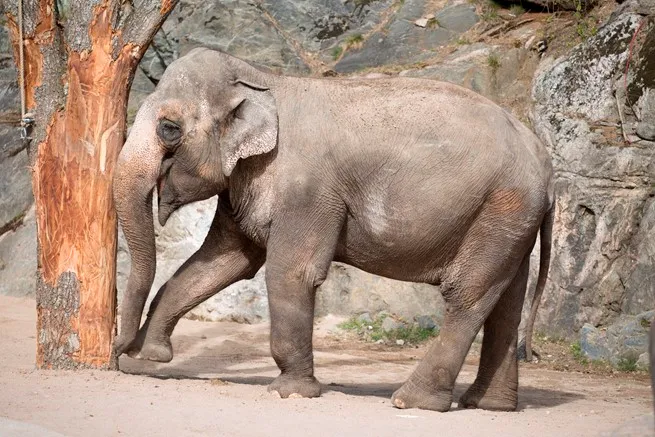 olifant uit kolmarden 2