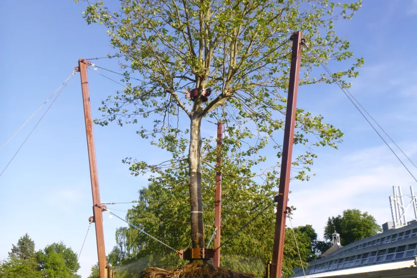 ontworteldeboom