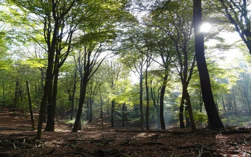 onzalige bossen ivn oost veluwezoom1 915x518