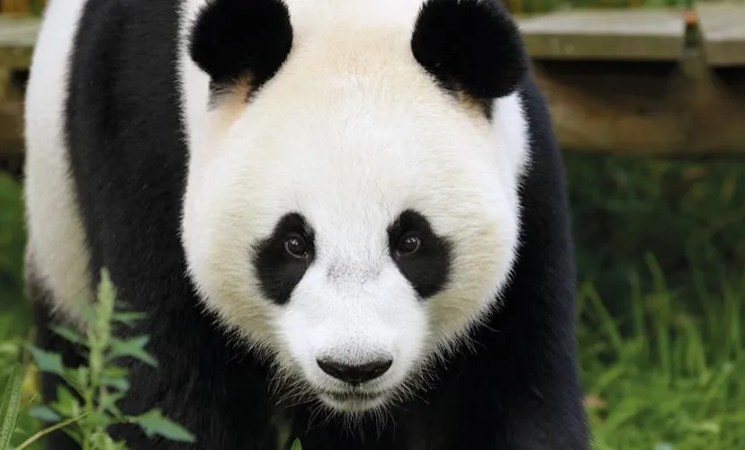 ouwehandsreuzenpanda promo 1