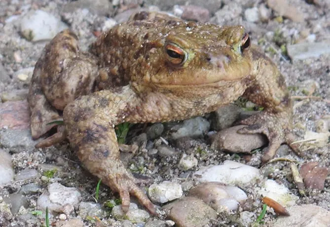 paddentrekbloei in arnhem