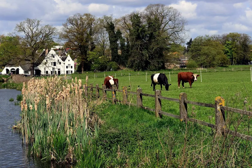 park sonsbeeknatuurcentrum arnhemkoeien fam6888