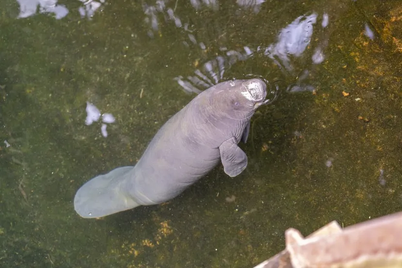 pasgeboren zeekoessep2023 3