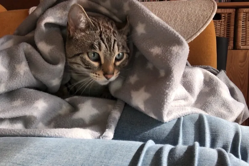 patchouli 19 e1576156843489