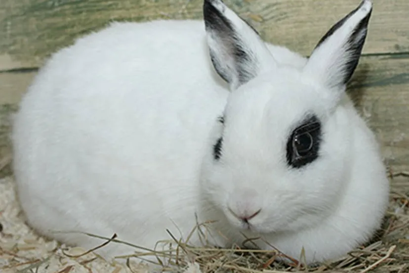 perdi dierentehuis arnhem en omstreken