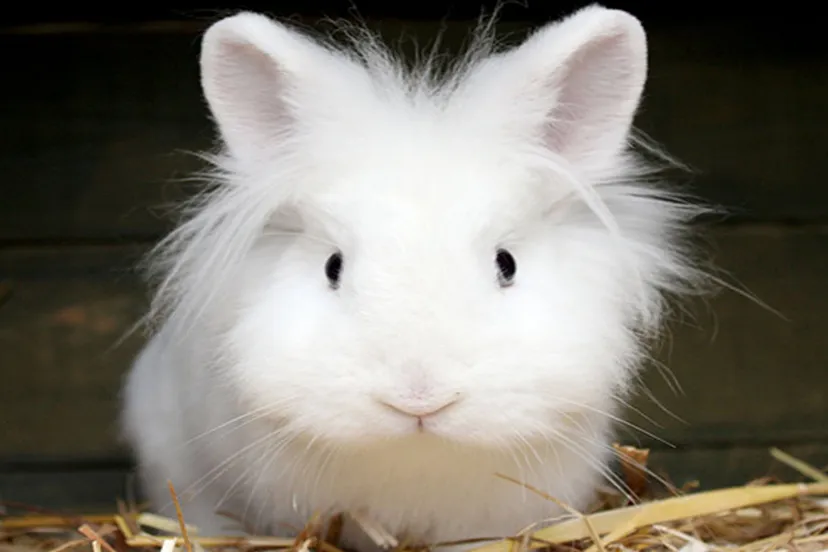 pippy dierentehuis arnhem en omstreken