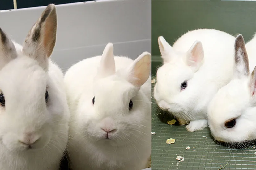 pretzel munt dierentehuis arnhem en omstreken1