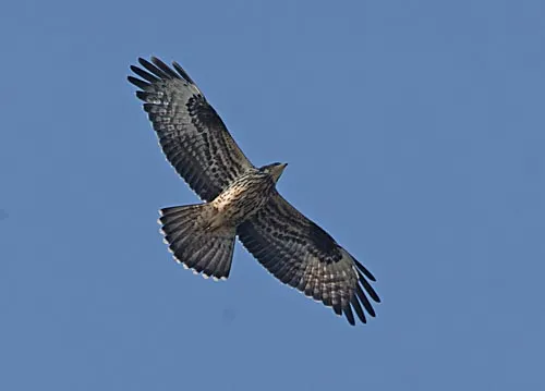 ptrf3e8ilkxy6g01zrpsqv4y2 132308