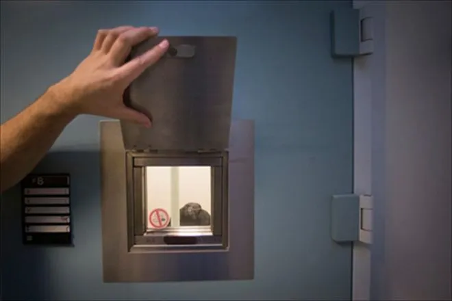 rechtbankgevangenisstraf