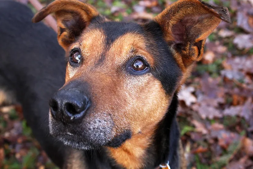 rick dierentehuis arnhem 1