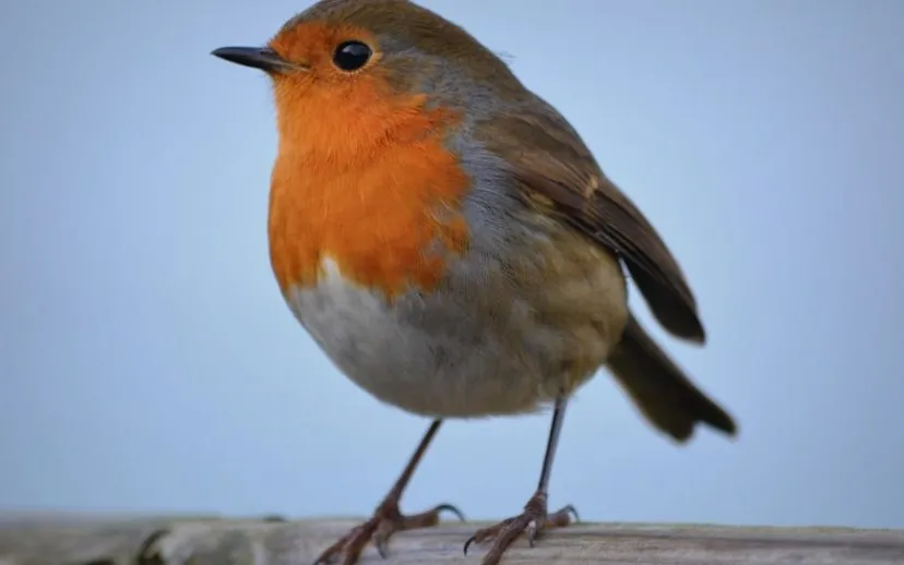 roodborstje ben kerkckx pixabay 915x518