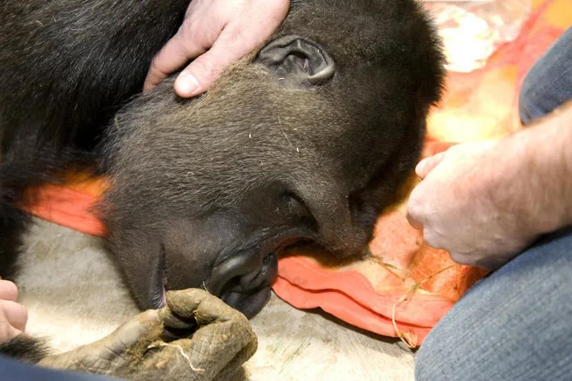 ry3nfacksako4g9terebqlp8h transport likale 2