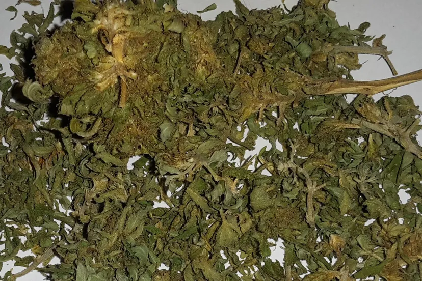 s4j2ajwlu587f2kyg0fqkpsfc wiet hennep joint coffeeshoparnhem nieuws