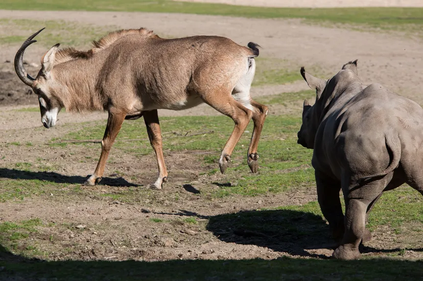 safaridieren weer op de vlakte