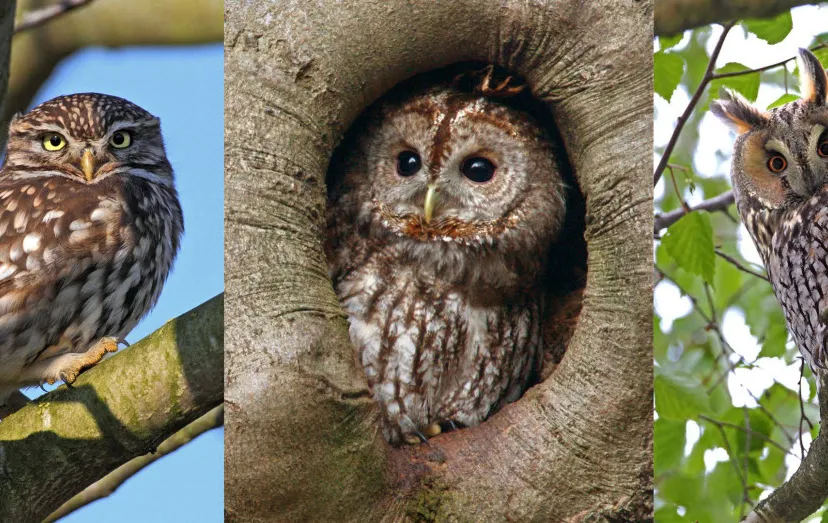 scqdmg6lbhscuad4phagsy3el uilentrio koos dansen 2