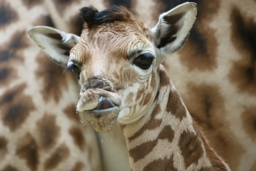 sg2vqavzu5lo9g1g480nwhyss arnhemburgerszooafrika 2