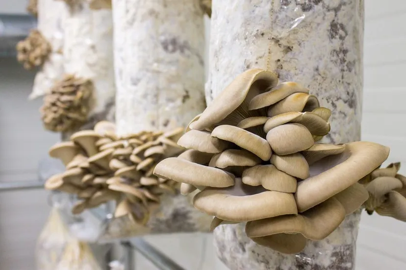 spijkerzwam107095288 156179029330920 3281991427821090516 n