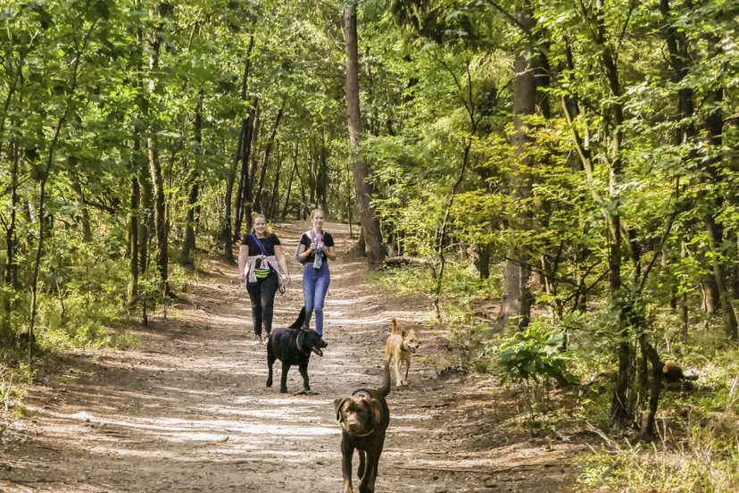 stadsbosbeheerhet leesten ab 2342 min