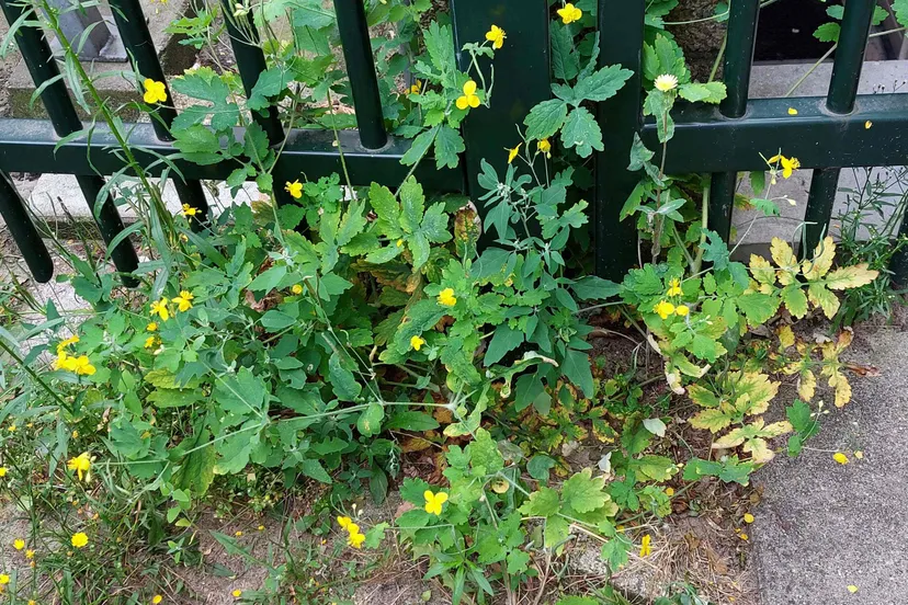 stoepplantjesexcursieknnv stinkende gouwe