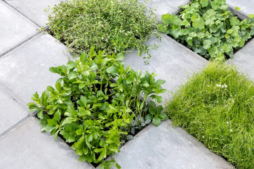 tegeleruit 2908 68e9b737e23d5524d8ae00efb0605fc0