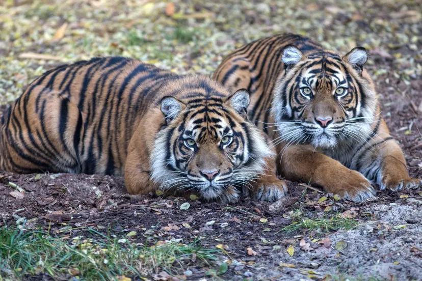 tijgers op transport2