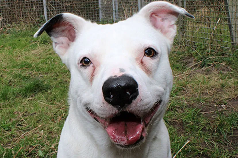 tjabbo dierentehuis arnhem en omstreken