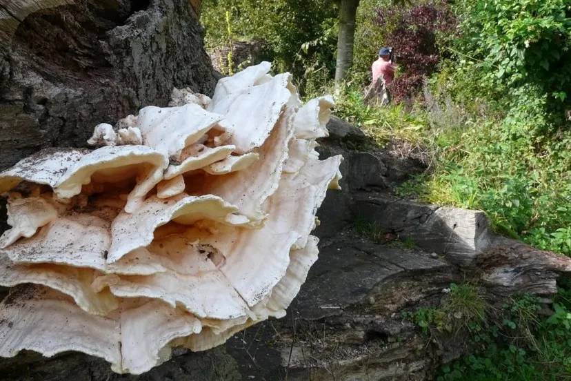 tnb0r1lkzdk9yq0b59pf9iryu ivnmaria pompearnhem