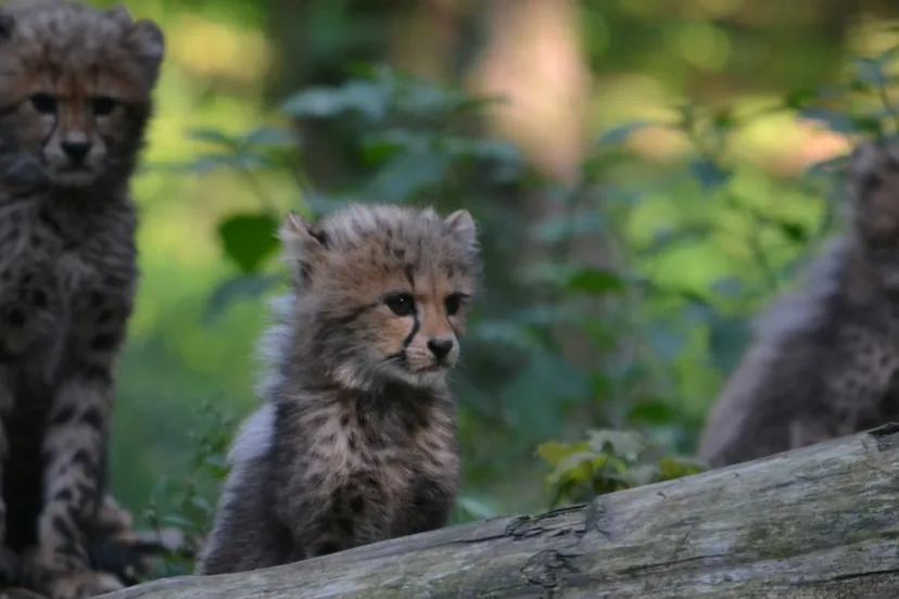 tr53ovrxuhpfz4dup3zmu4ewz burgerszooarnhemnieuwssvenhans20140813 13