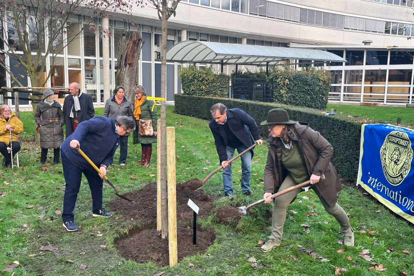trees4lifeclub arnhem oost ginkgo 2