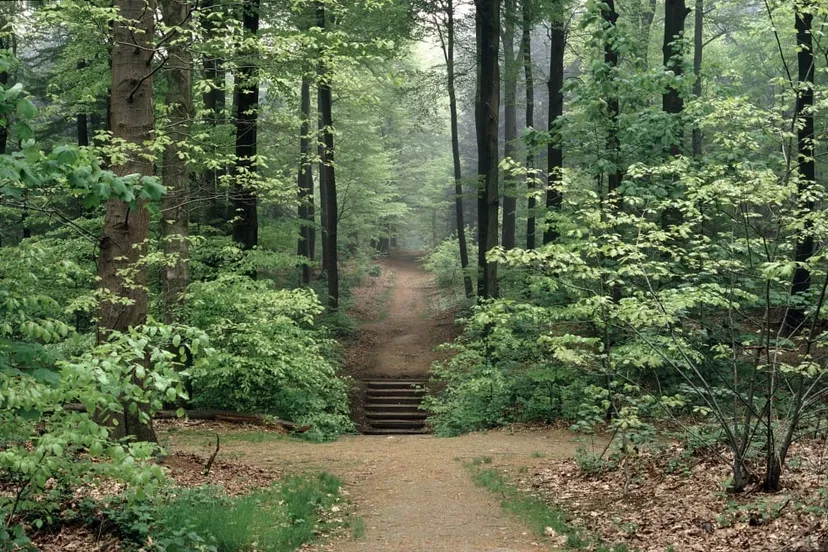 u67rhbt6d4gt8l0jvnxk9whql warnsborn omgeving bosglk