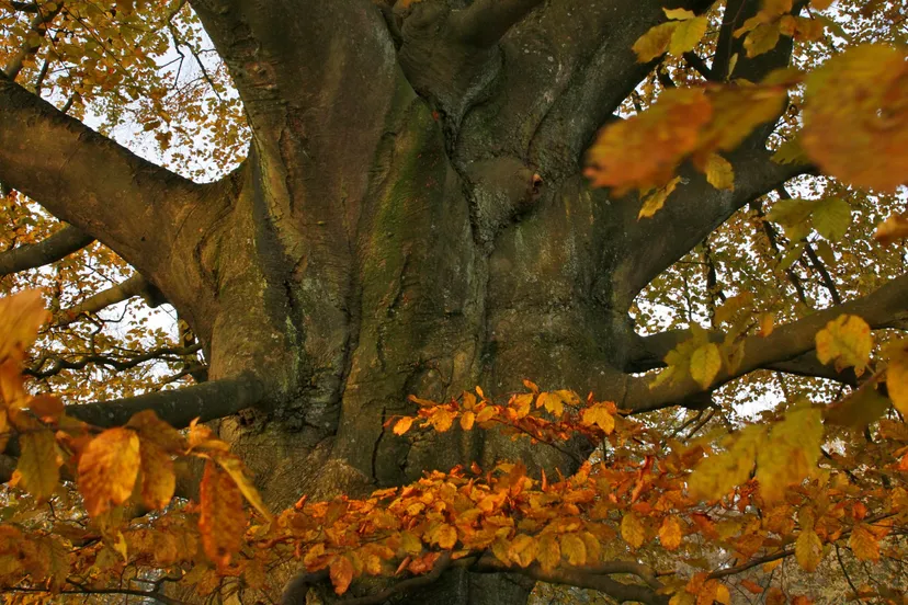 v0fwsdo3qc8fymaayxbfjjwty beuk herfst