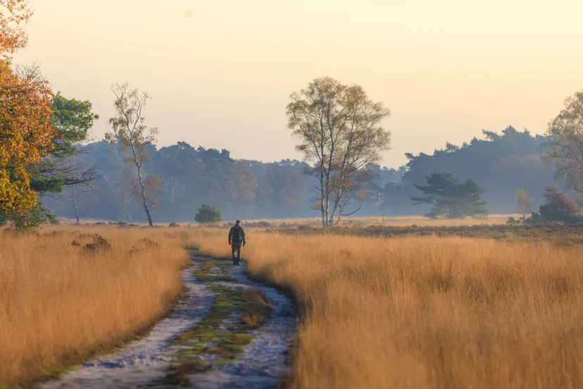 veluwe noorderheide