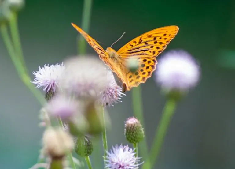 vlinderstichting home1