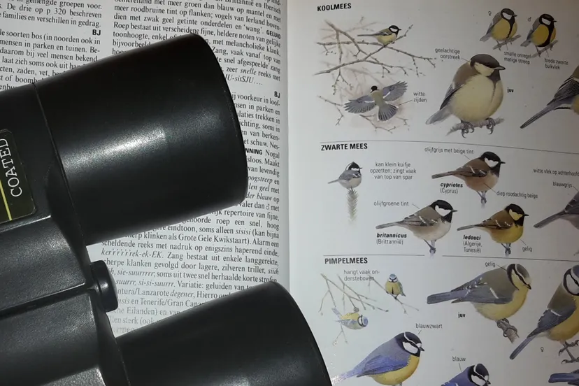 vogels kijken arnhem nieuws