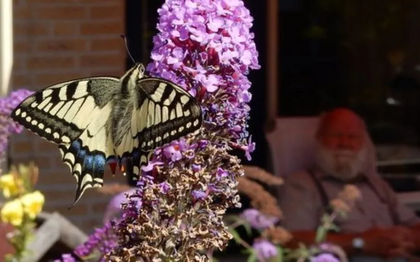volop kansen voor vlinders in stad en dorp 915x518