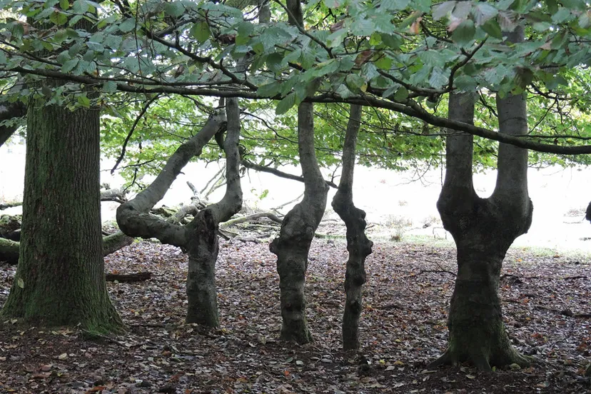 vreemde boomvormen 1 rob timmermans