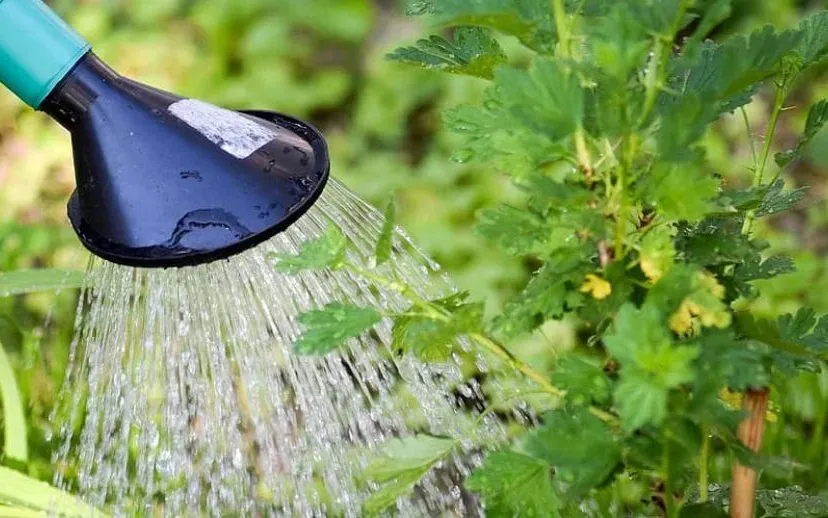 water geven pikist 915x518