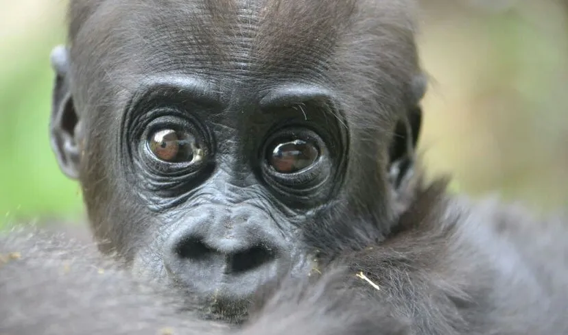 wbq20ii0v5qvvdgr82ut7xeju burgerszooarnhemnieuwssvenhans20140711 1