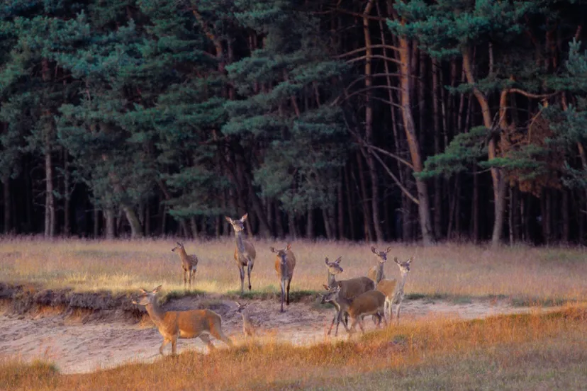 wild spotten vanuit je luie stoel jurjen drenth