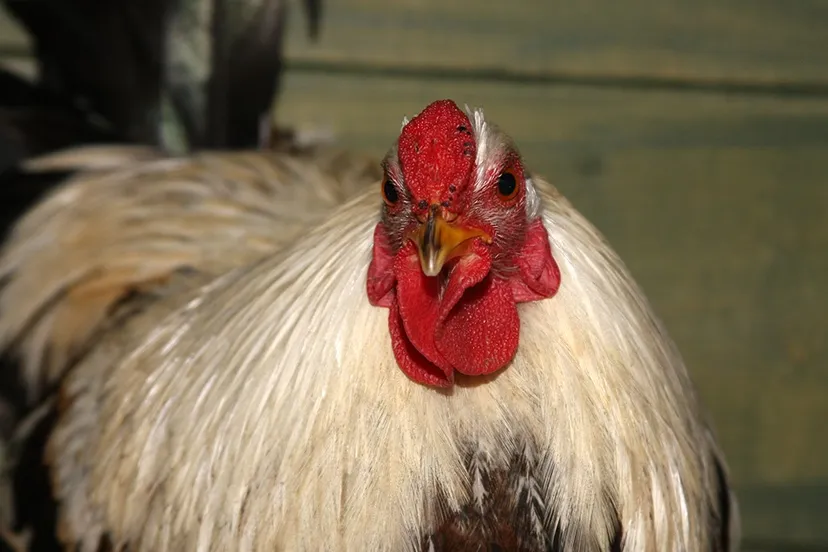 willem 21432 dierentehuis arnhem 1