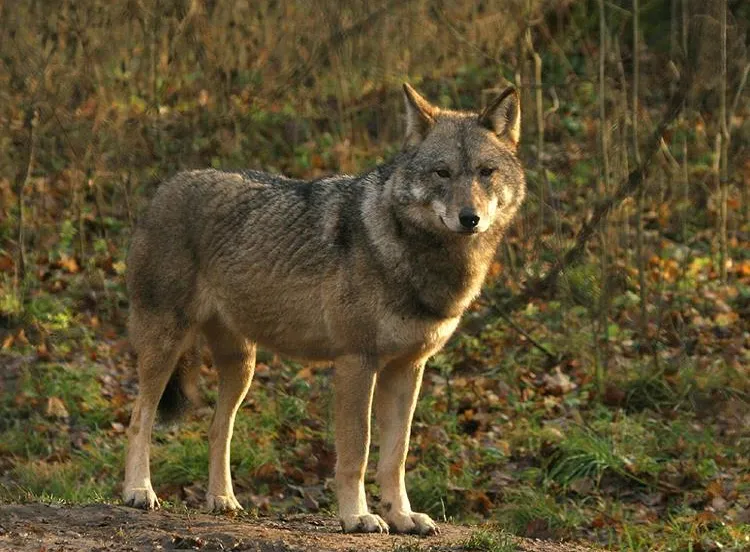 wolfprovinciegelderland
